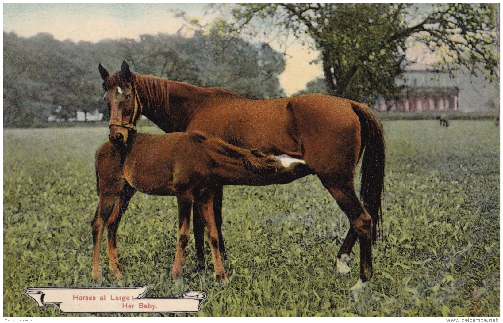 AR57 Animals - Horses At Large, Her Baby - Horses