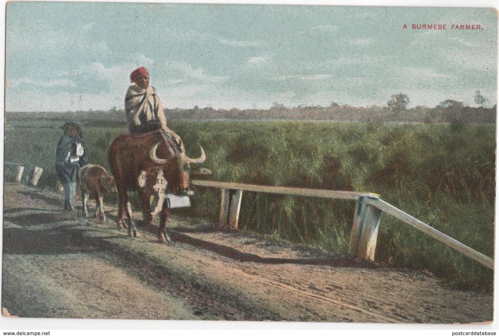 A Burmese Farmer - Myanmar (Burma)