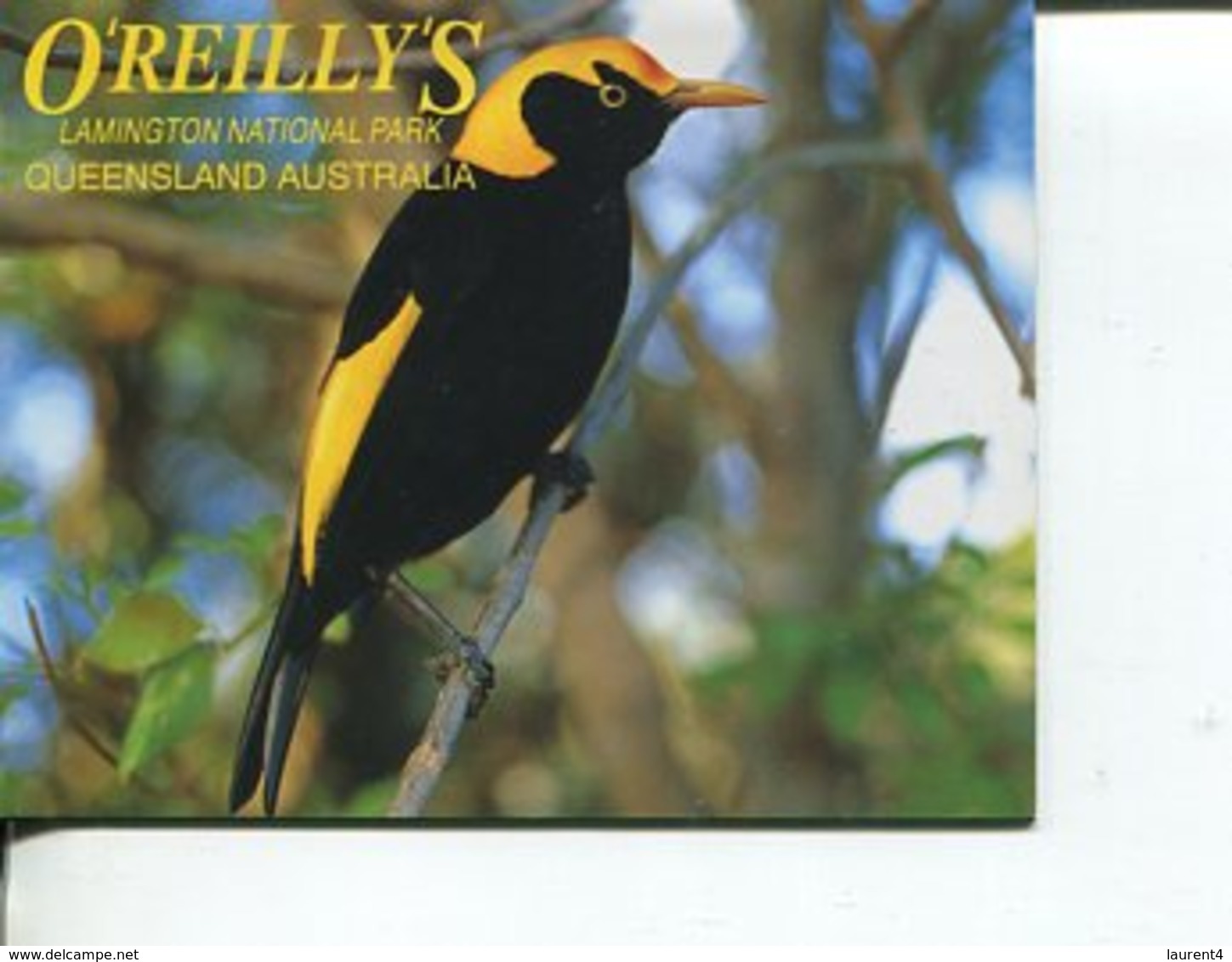 (Booklet 86) Australia - QLD - O'Reilly's (bird) - Atherton Tablelands