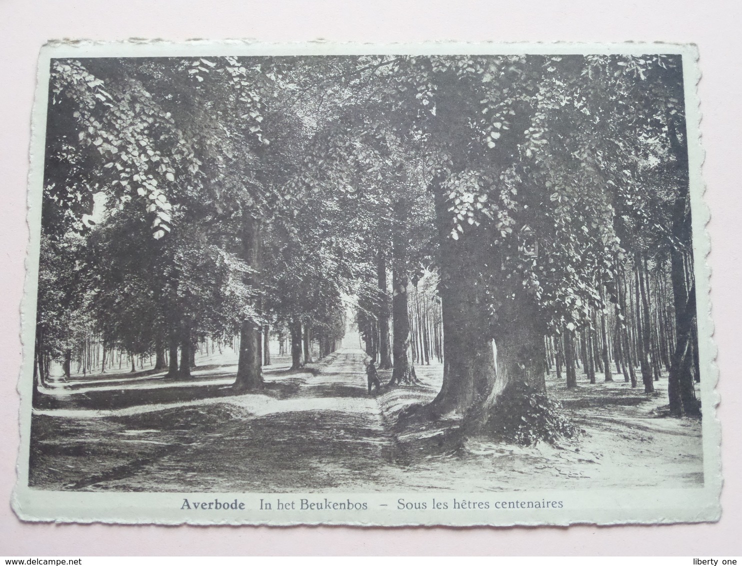 AVERBODE In Het Beukenbos ( Wouters ) Anno 194? ( Voir Photo Svp ) ! - Scherpenheuvel-Zichem