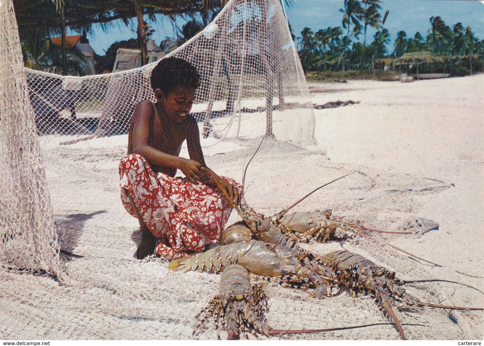 Nouvelle Calédonie,new Caledonia,nouméa,la Pocelaine,sorte De Langouste Géante - Nouvelle Calédonie