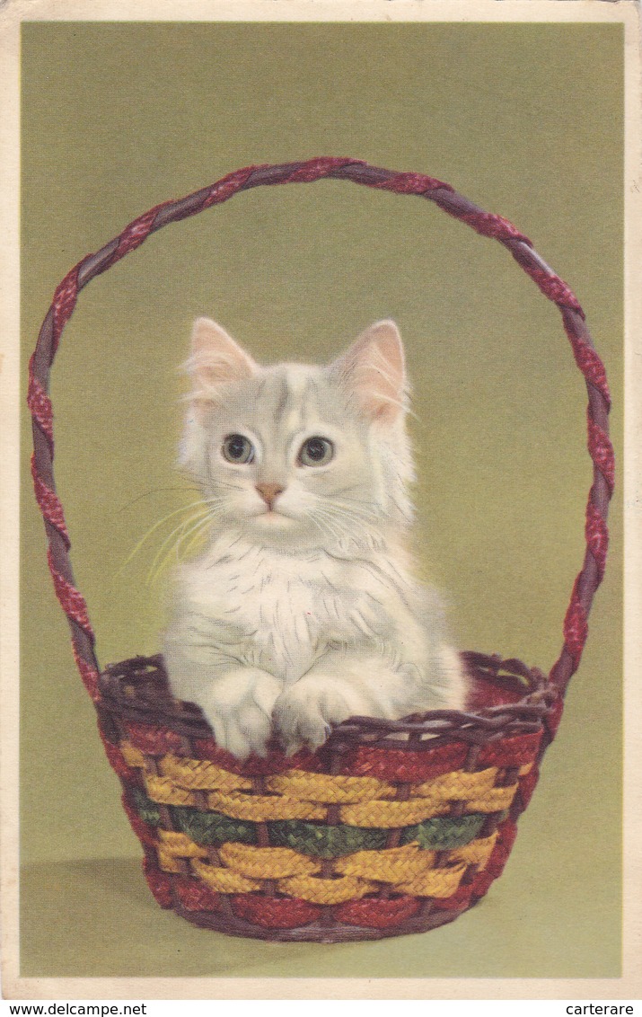 CARTE De  Fete  Ancienne,beau Chat Blanc,chaton,cat White,en Attente ,édition De Luxe MD ,rare - Cats