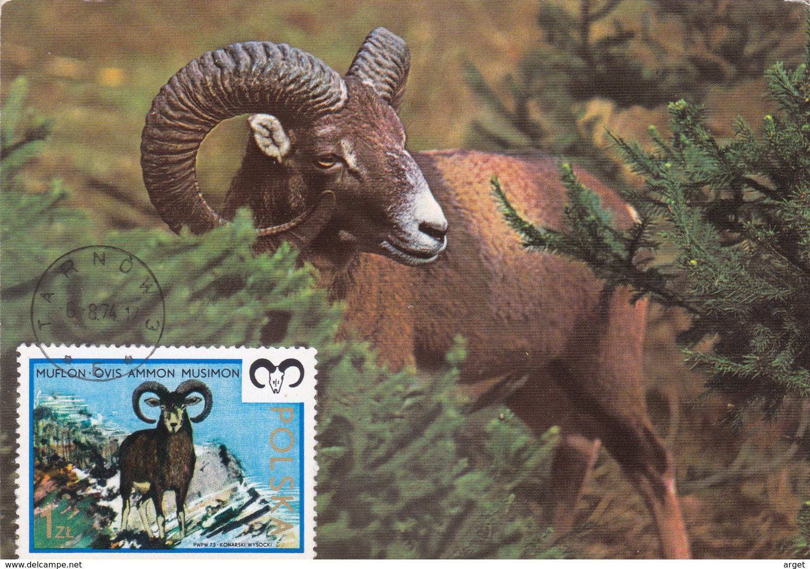 Carte-Maximum POLOGNE N° Yvert 2092 (MOUFLON) Obl Sp 1974 - Cartes Maximum