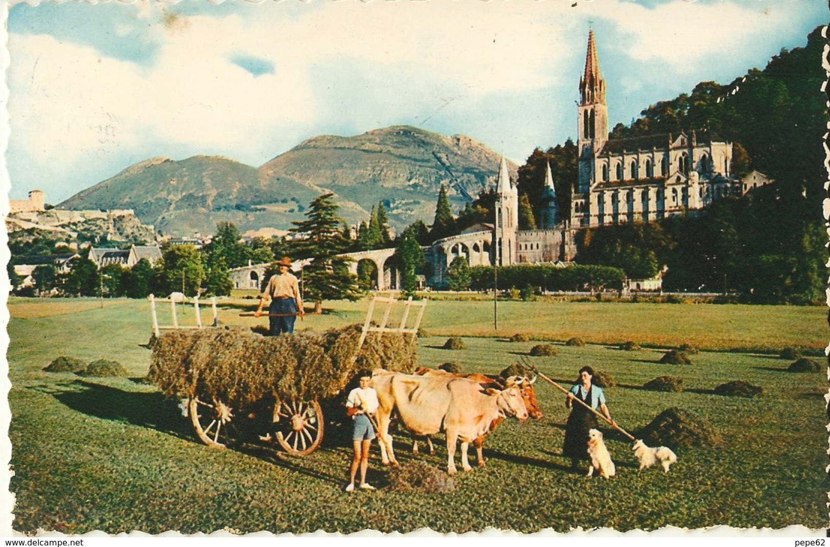 Lourdes-attelage De Boeufs-la Fenaison-cpsm - Teams