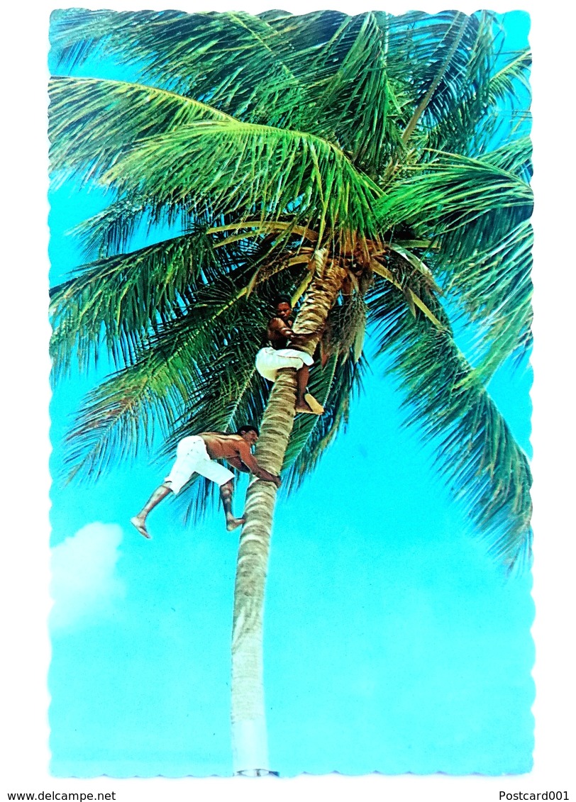 #313   Coconut Palm,  Picking Coconut - TROPICAL CARIBBEAN  Islands - US Postcard - Sonstige & Ohne Zuordnung