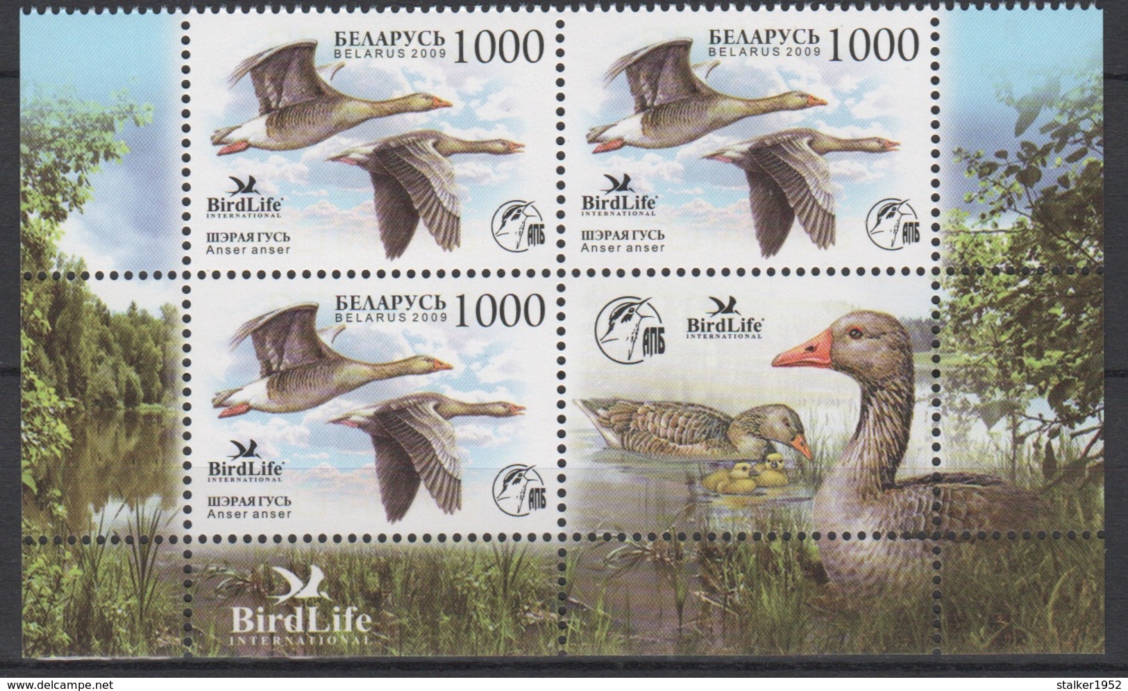 Belarus 2009 Wießrussland Mi 762 X3+Zf Bird Of The Year: Greylag Goose (Anser Anser) / Vogel Des Jahres: Graugans **/MNH - Canards