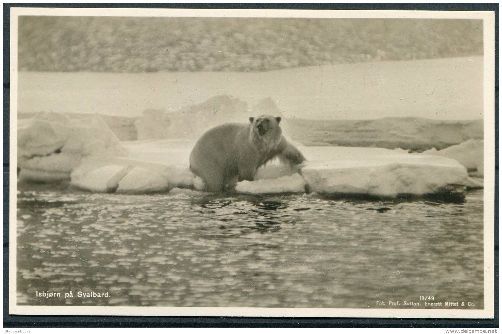 Norway Spitsbergen Svalbard, Polar Bear Postcard - Norwegen