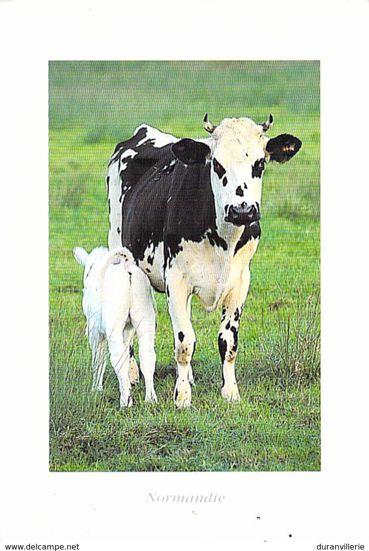 Normandie - Vache Normande Et Son Veau. Edit. Baudry - Cows