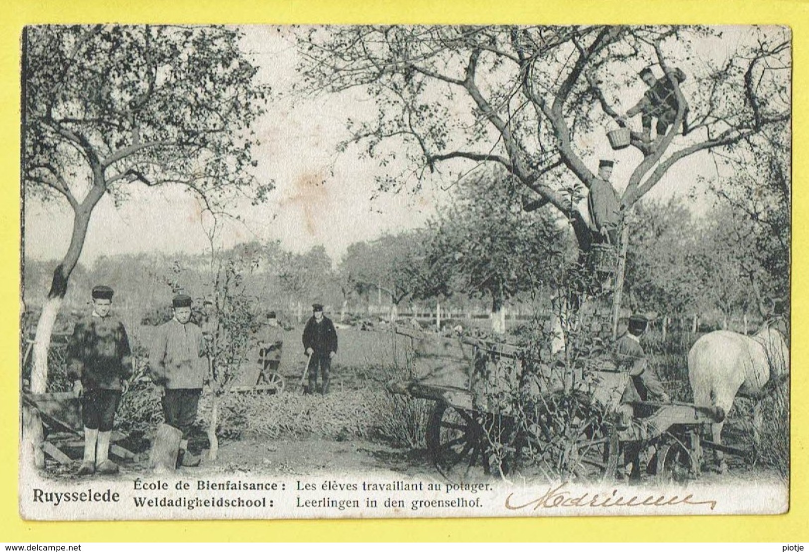 * Ruiselede - Ruysselede * école De Bienfaisance, Weldadigheids School, élèves Travaillant Au Potager, Enfants, Jardin - Ruiselede