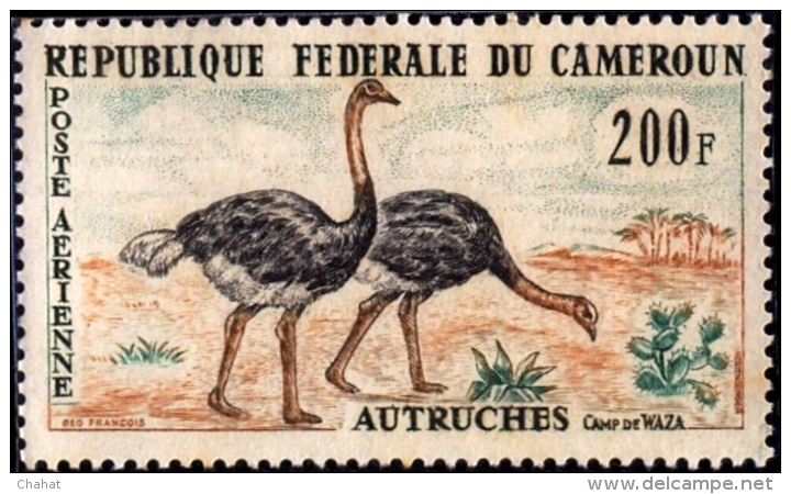 FLIGHTLESS BIRDS-COMMON OSTRICH-CAMEROUN-1962-SCARCE-MNH-B9-870 - Struzzi