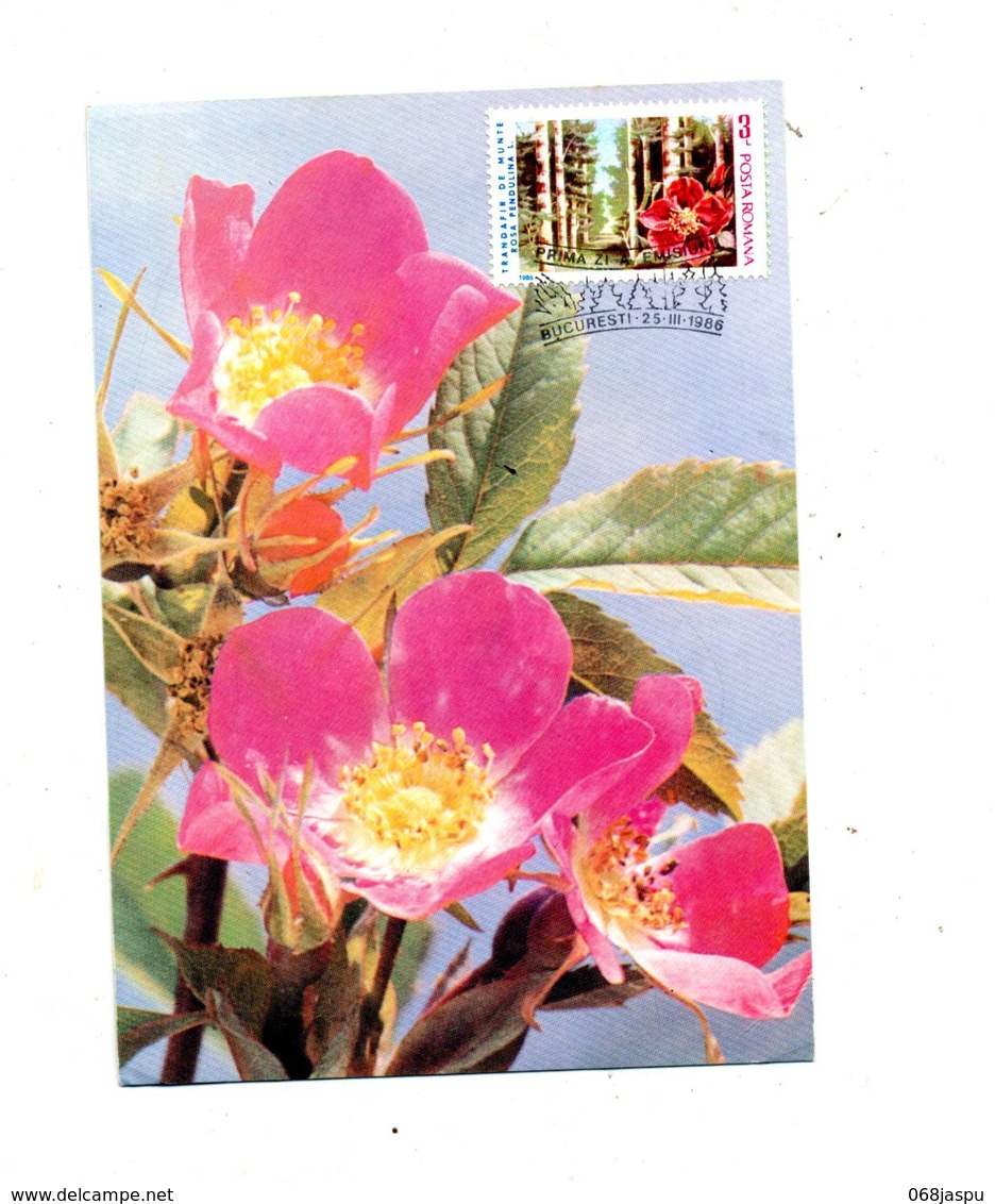 Carte  Maximum 1986 Rose Ronce - Cartoline Maximum