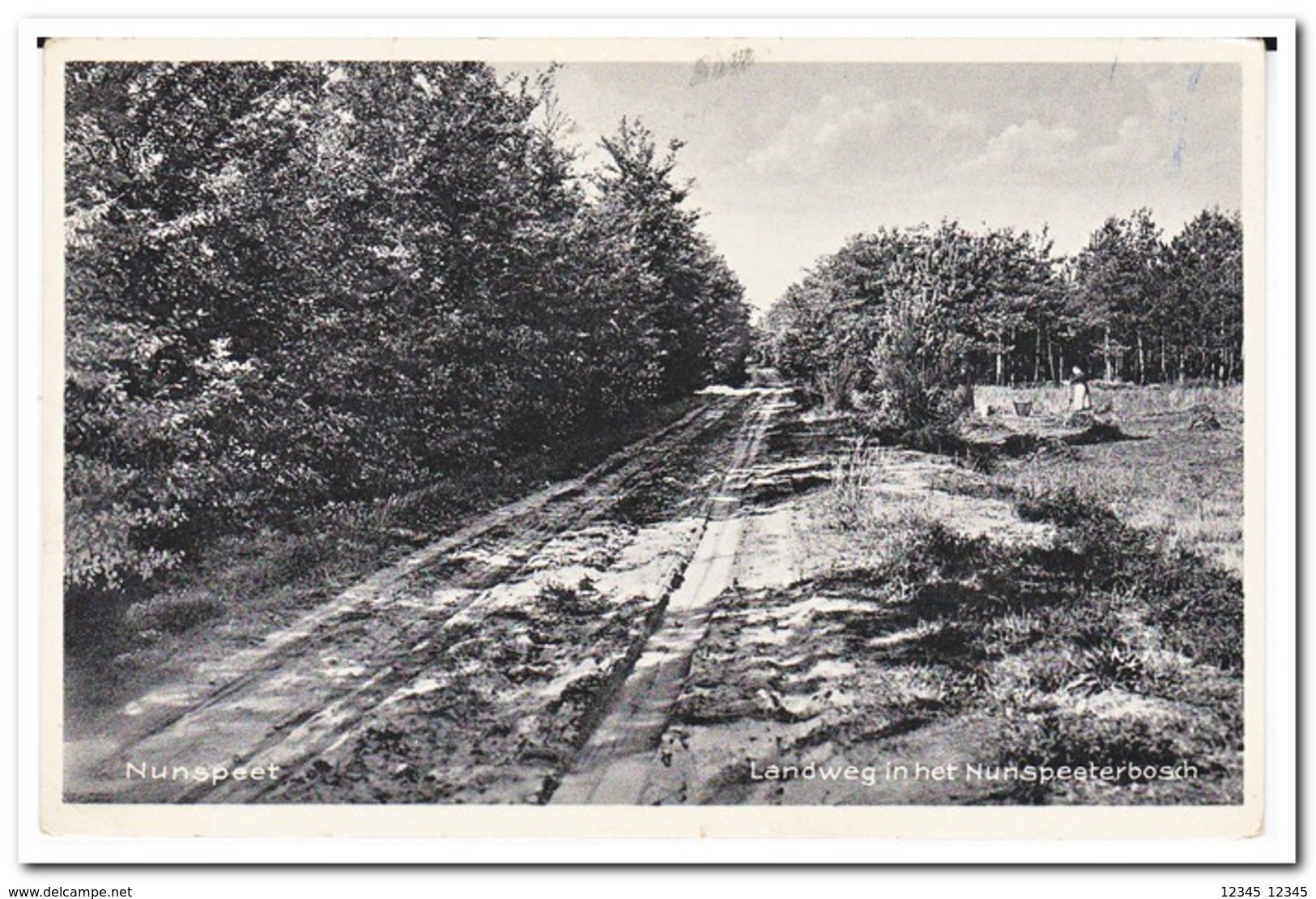 Nunspeet, Landweg In Het Nunspeeterbosch - Nunspeet