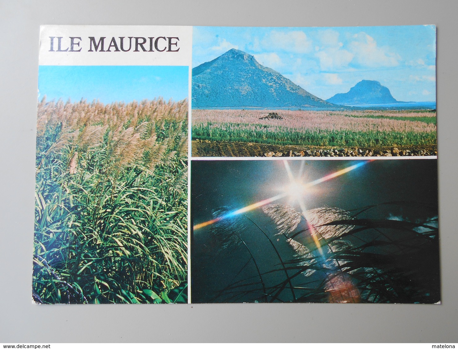 MAURICE ILE MAURICE  MAURITIUS LES FLEURS DE CANNE A SUCRE - Maurice