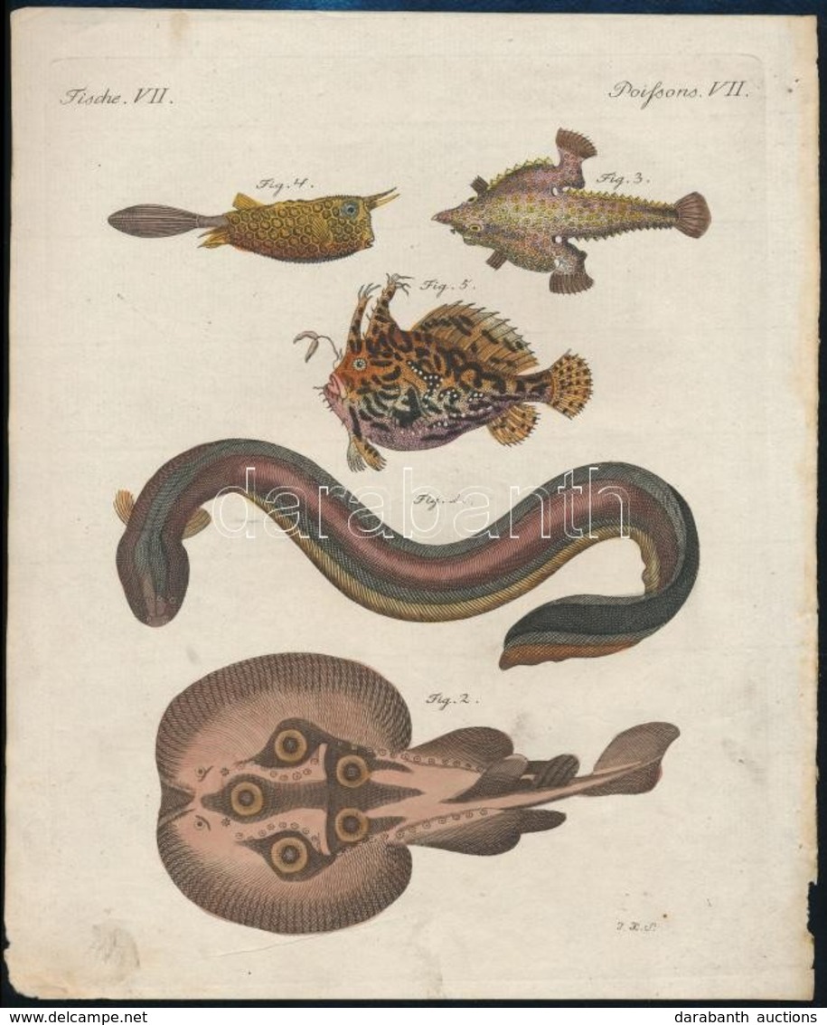 1801 Jacob Xaver Schmuzer (1713-1775): Halak.  Színezett Rézmetszet, Papír, Jelzett A Dúcon, 22x18 Cm - Prints & Engravings