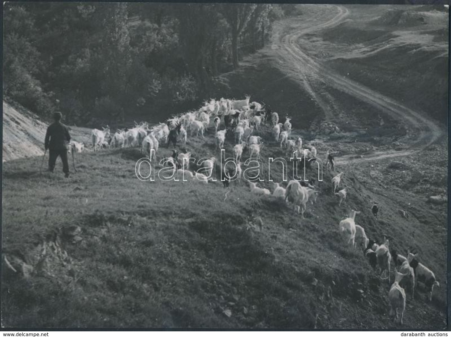 Cca 1933 Osoha László: Kecskenyáj, Jelzés Nélküli Vintage Fotó A Szerz? Hagyatékából, 17x23 Cm - Andere & Zonder Classificatie