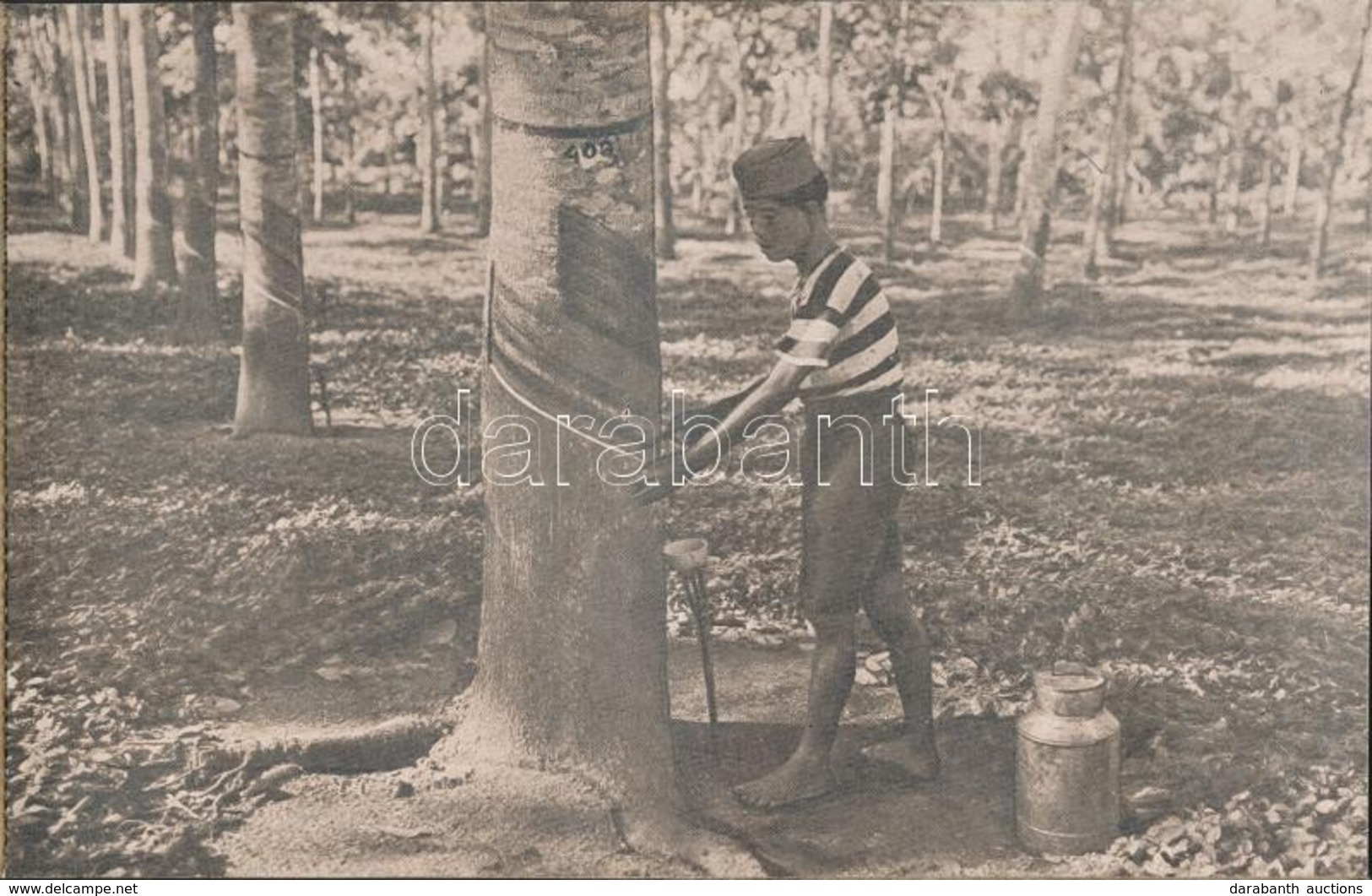 ** De Groote Cultures Van Nederlandsch-Indie 'Koloniaal Instituut' / The Great Cultures Of The Dutch East Indies; Old Po - Ohne Zuordnung