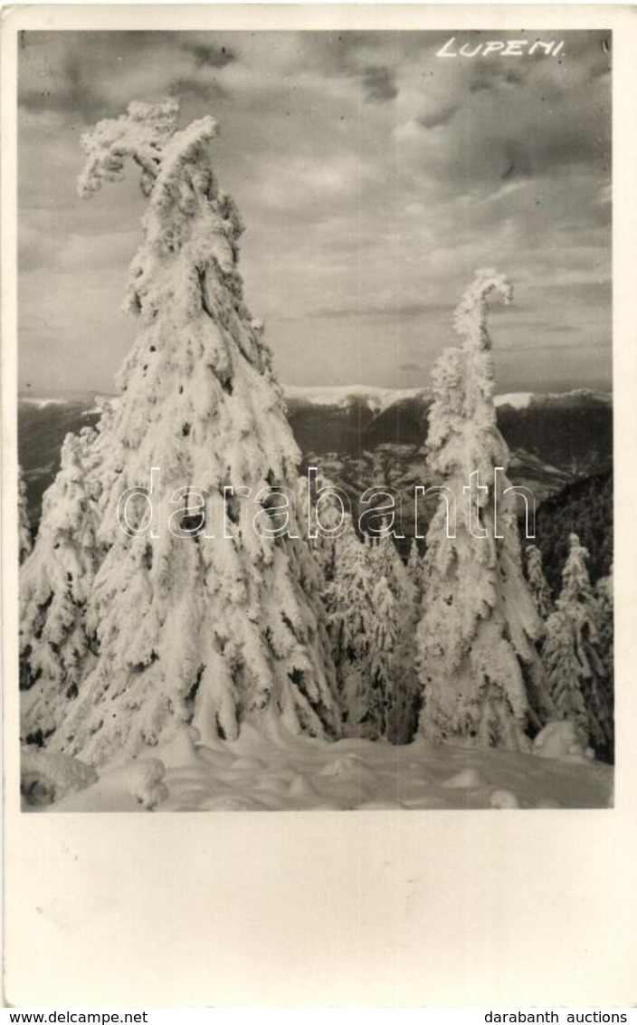 * T2 1936 Lupény, Lupeni; Strázsai Feny?k Télen / Straja Pines In Winter. Photo - Unclassified