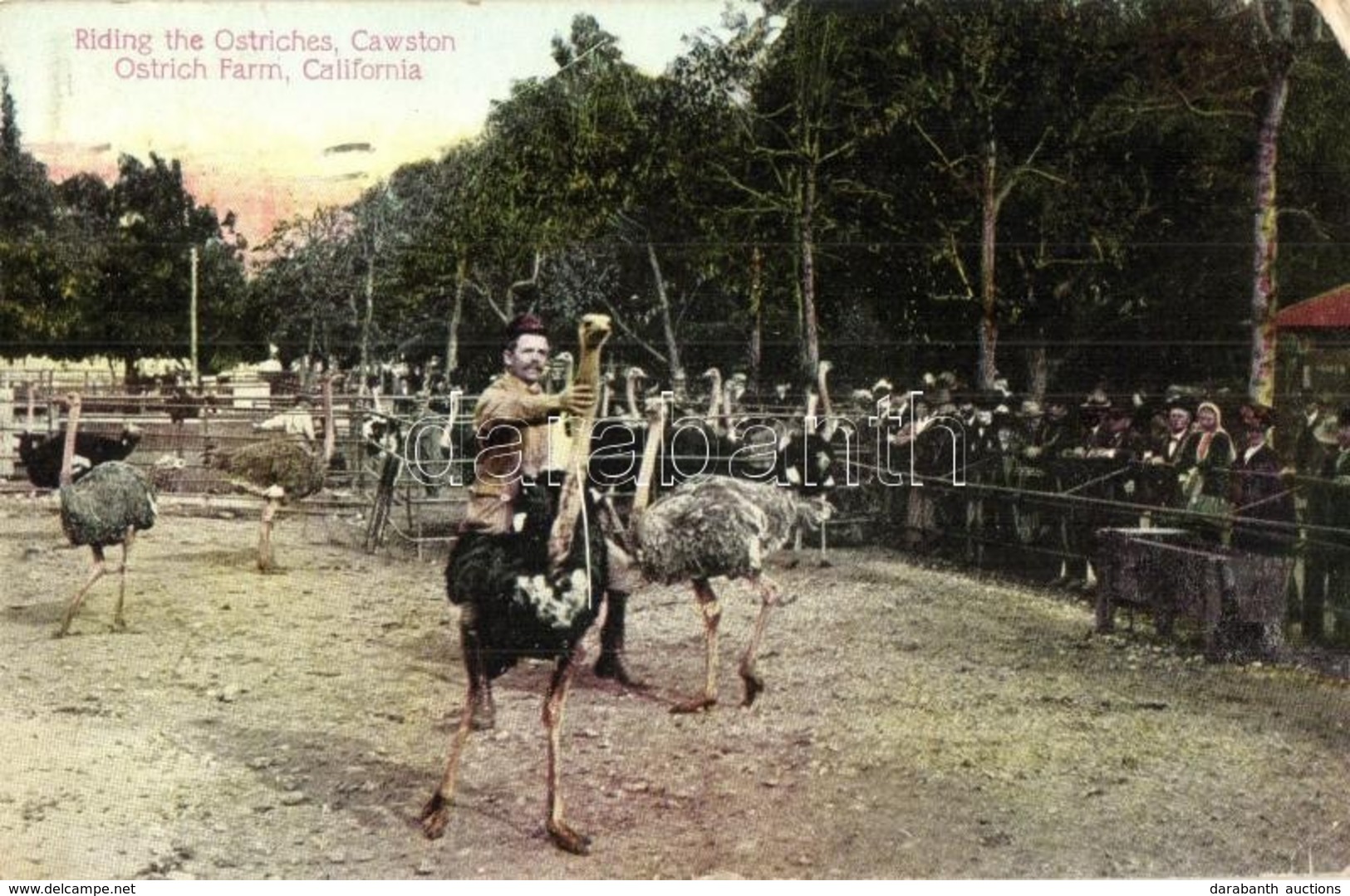 T2/T3 South Pasadena, California; Riding The Ostriches, Cawston Ostrich Farm (EK) - Non Classés