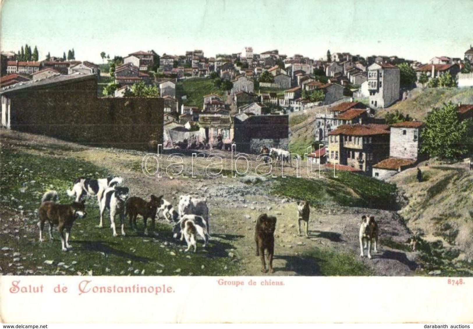 ** T2/T3 Constantinople, Istanbul; Groupe De Chiens / Turkish Folklore, Group Of Dogs (gy?r?dés / Crease) - Non Classés