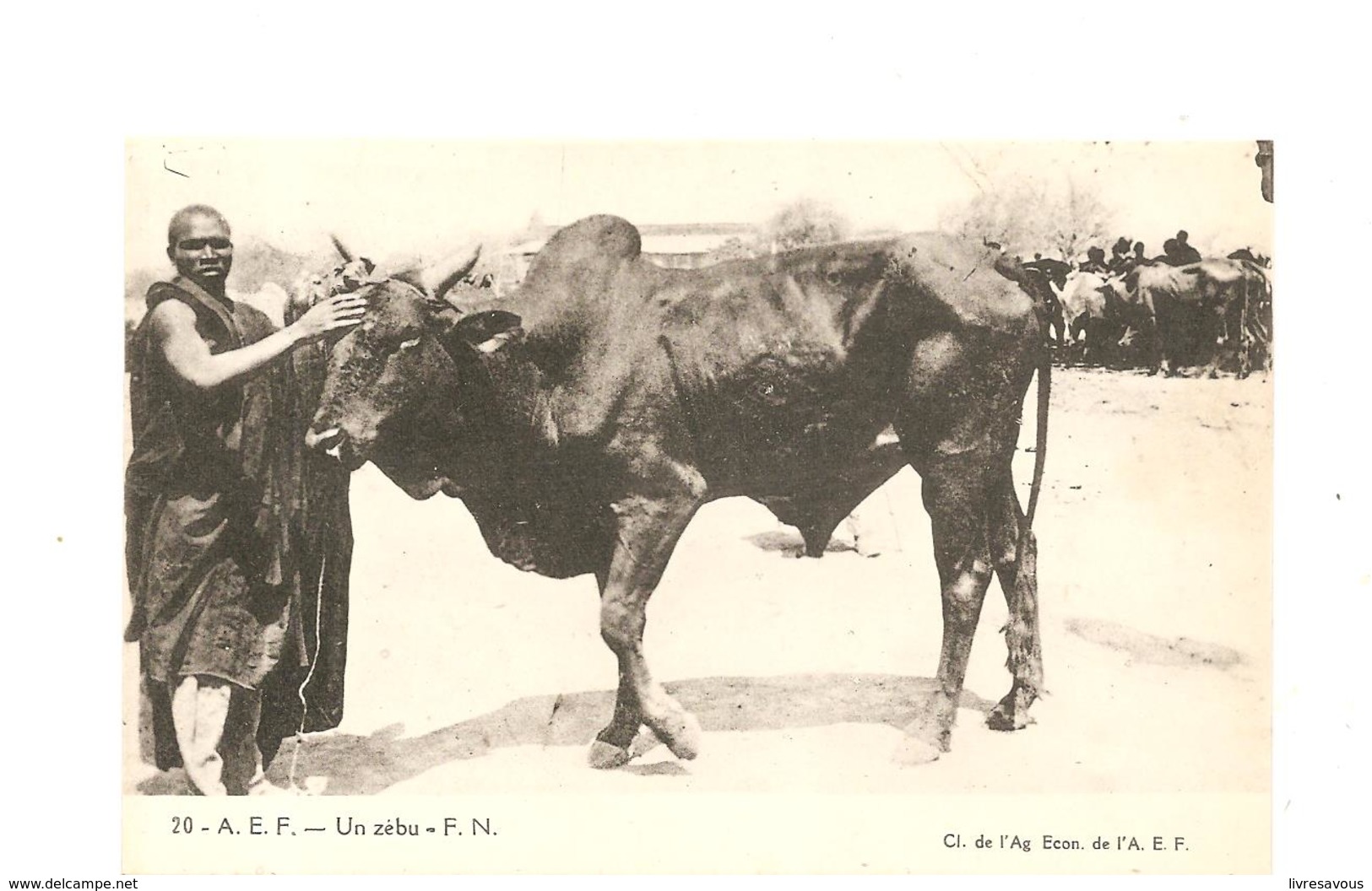 CPA AFRIQUE A.E.F. Un Zébu - Non Classés