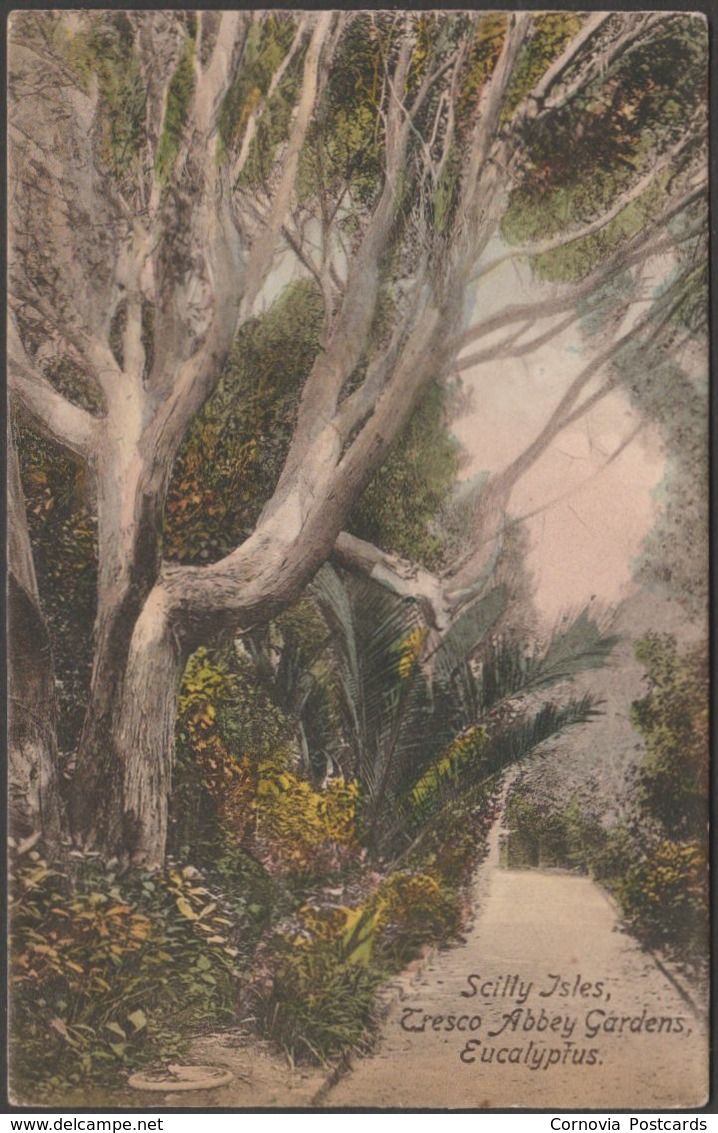 Eucalyptus, Tresco Abbey Gardens, Scilly Isles, 1913 - Frith's Postcard - Scilly Isles