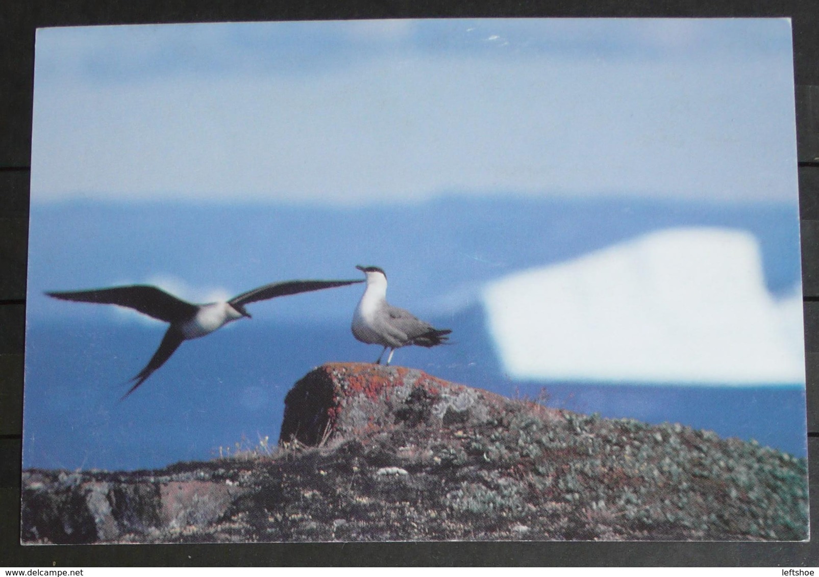 GEENLAND Birds 25/90 Frank Wille - Greenland