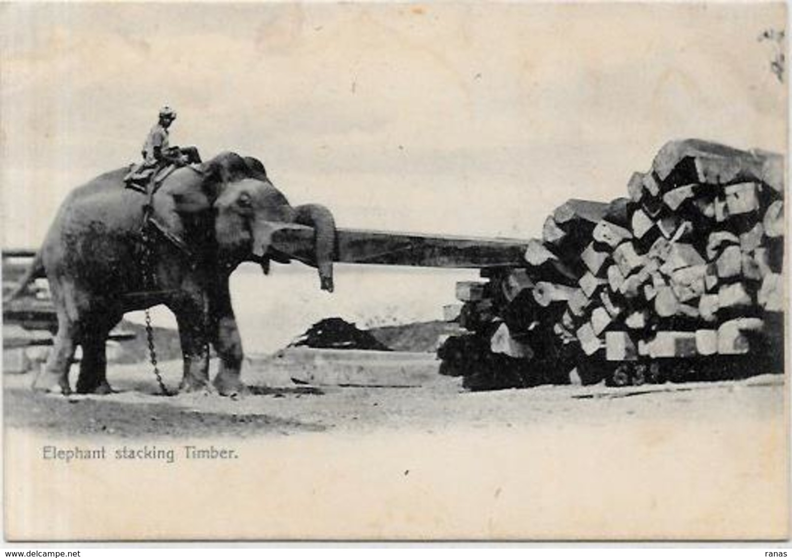 CPA éléphant ELEPHANT Non Circulé Inde India - Elephants