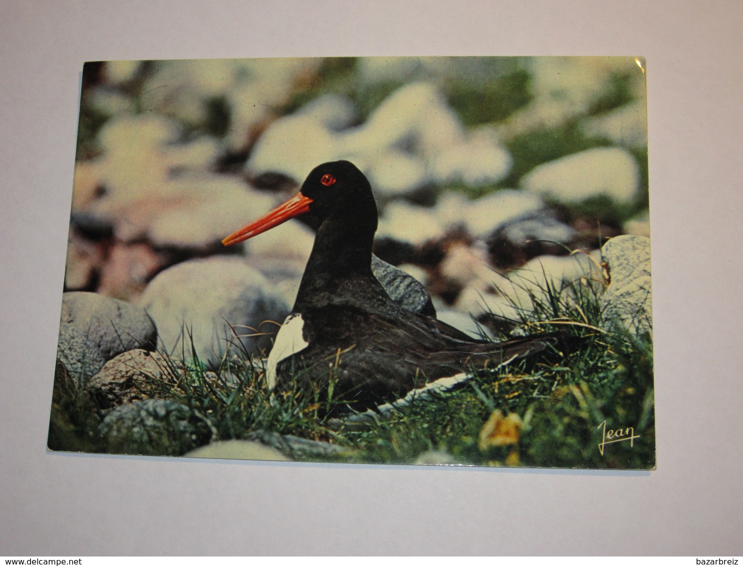 Refboite202 * Reserve Naturelle Société Bretonne Huitrier Pie  ( Editions Editeur Jean Audierne Pas De N°  ) - Oiseaux