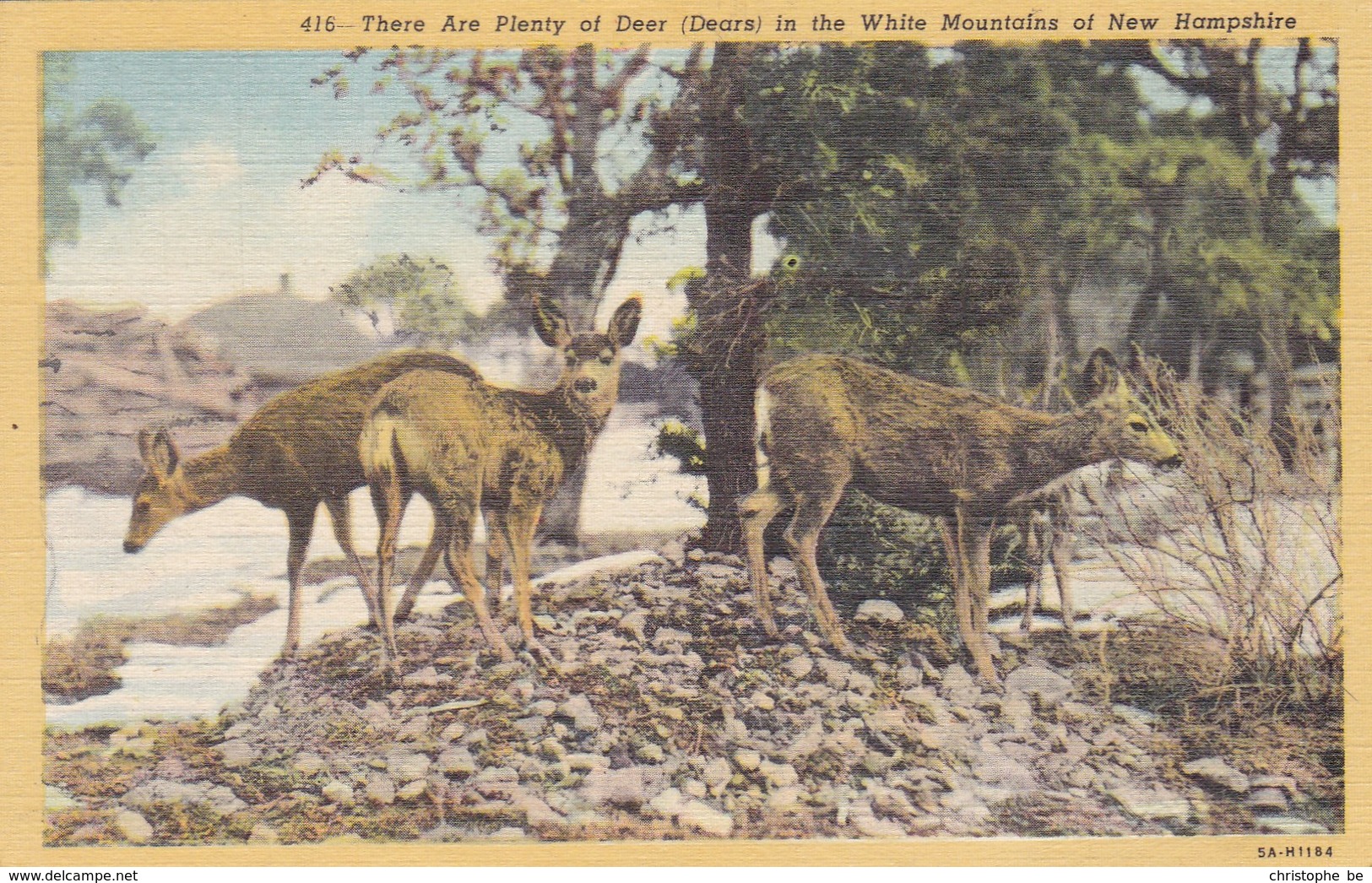 There Are Plenty Of Deer In The White Mountains Of New Hampshire USA (pk47329) - White Mountains