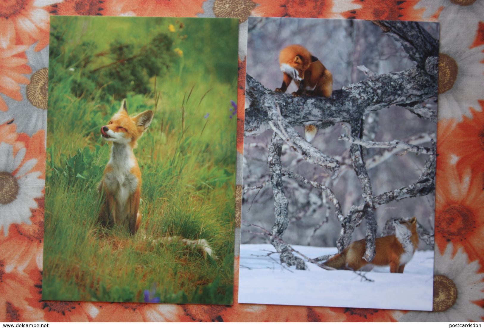 3 PCs Lot - Russia. Kronotsky Nature Reserve. Fox Cub - Modern Russian Postcard - - Autres & Non Classés