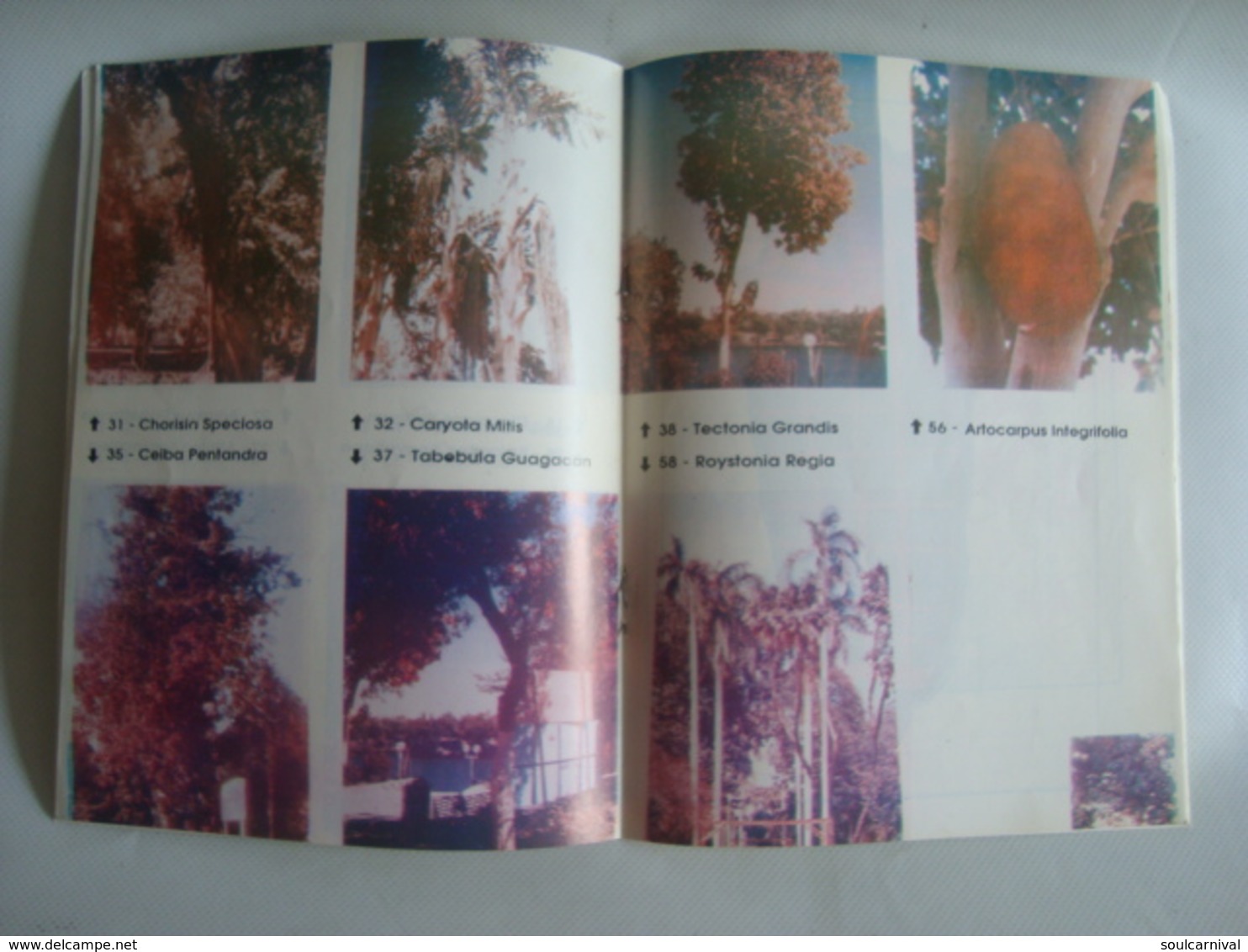 ASWAN GIARDINO DELLE PIANTE [PINTE] / BOTANICAL GARDEN - EGYPT, 80s. ITALIAN TEXT. - Other & Unclassified