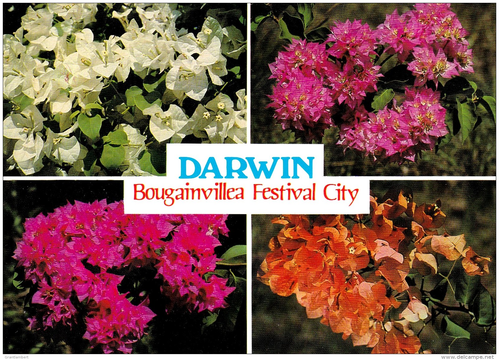 Darwin - Bougainvillea Festival City, Northern Territory Unused - Darwin