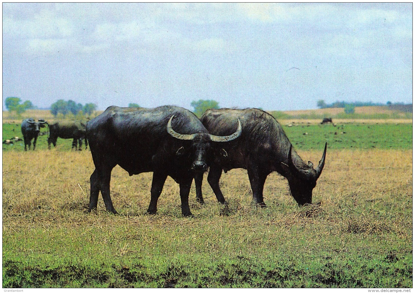 Water Buffalo, Top End, Northern Territory Unused - Non Classés