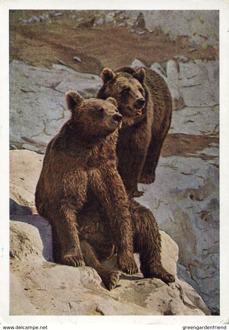 34896 Russia, Circuled Stationery Card 1964 Showing 2 Bears, 2 Ours, 2 Baren - Osos