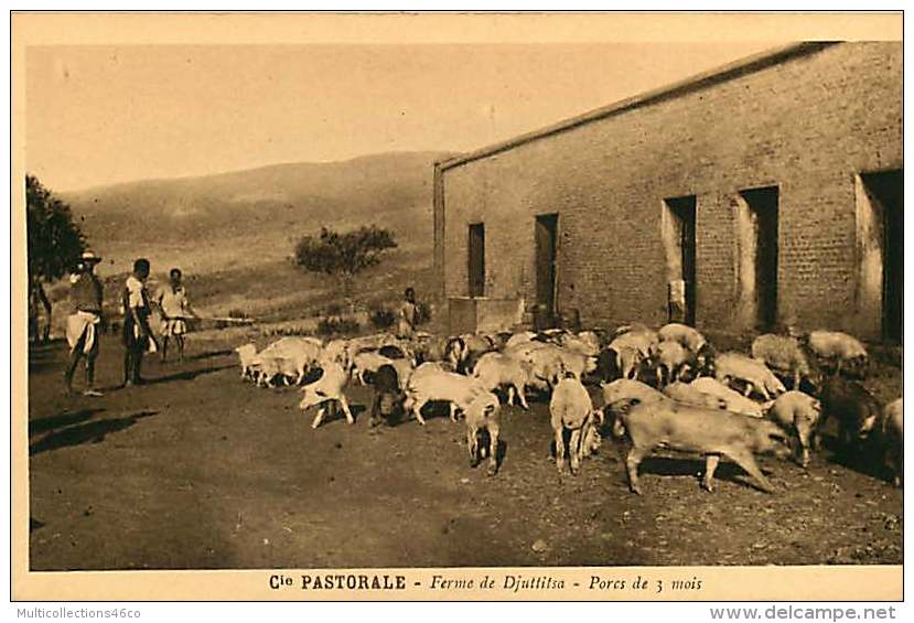 150618A - CAMEROUN Cie Pastorale - Ferme De DJUTTITSA Porcs De 3 Mois - Cochon - Cameroun