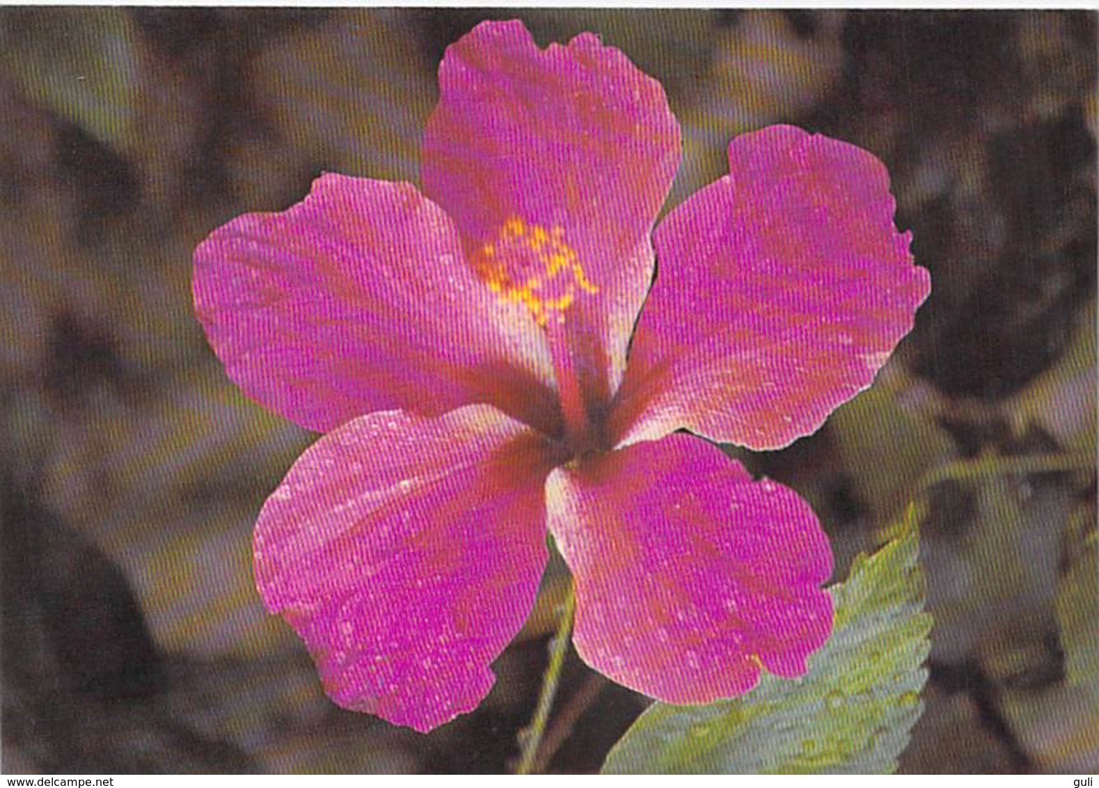 Afrique-CÔTE D'IVOIRE Hibiscus Rouge (Plante Fleur )  ( - Editions Bouvian ) *PRIX FIXE - Côte-d'Ivoire