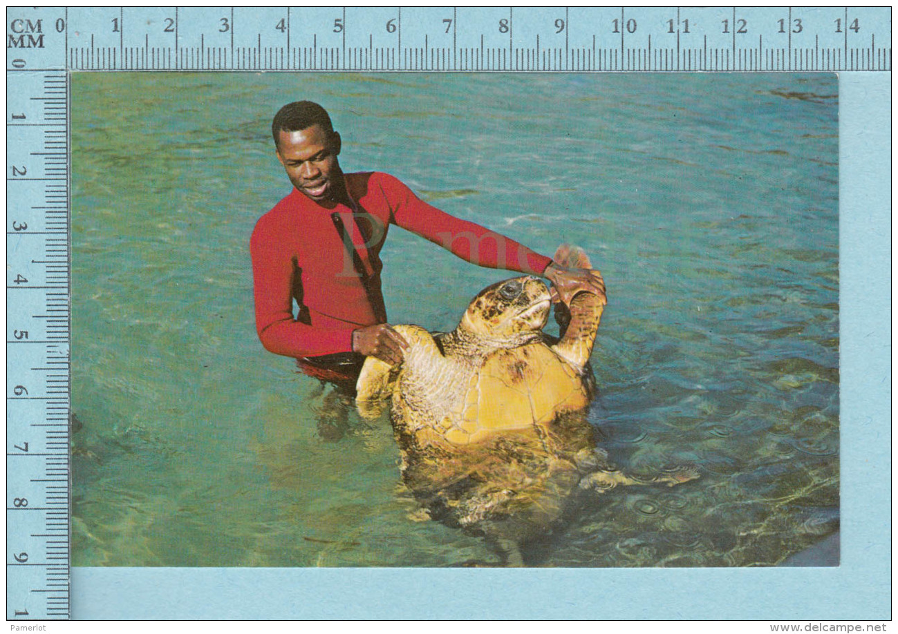 Bahamas -  Hawksbill Turtle, Animated , 1971-  Postcard,  Carte Postale - Bahamas