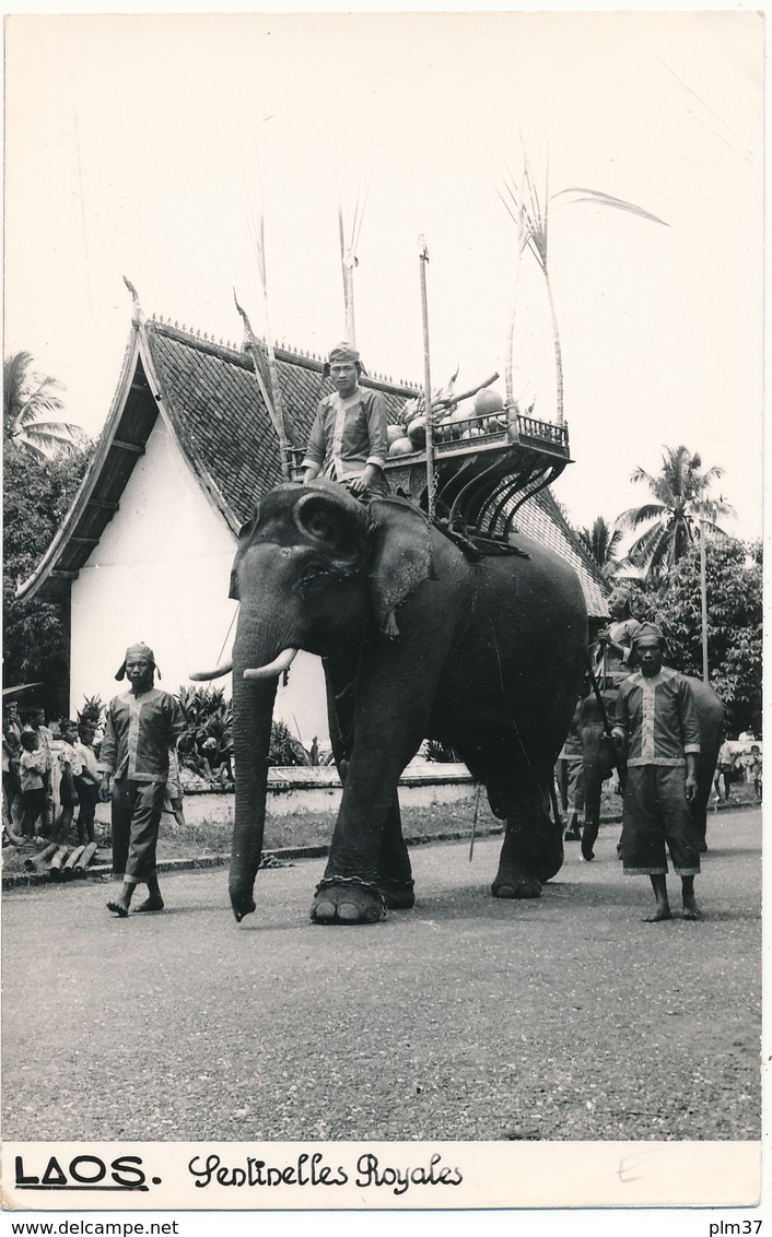 LAOS - Carte Photo - Eléphants, Sentinelles Royales - Laos