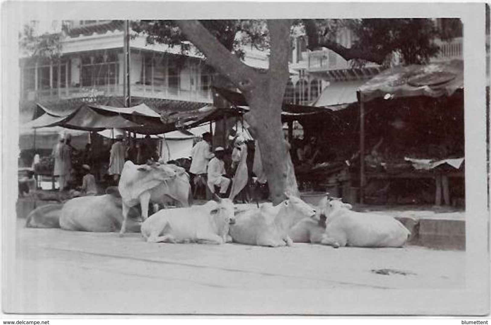 CPA Inde India Britannique Anglaise Non Circulé Type Ethnic Carte Photo RPPC Métier - Inde