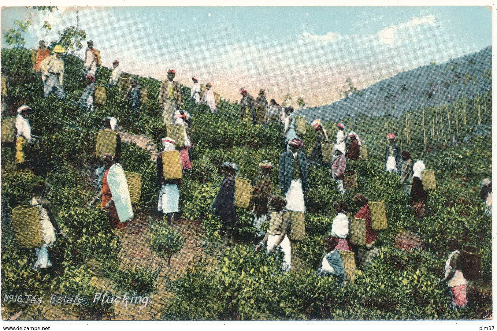 CEYLON - Tea Estate, Plucking - Sri Lanka (Ceylon)