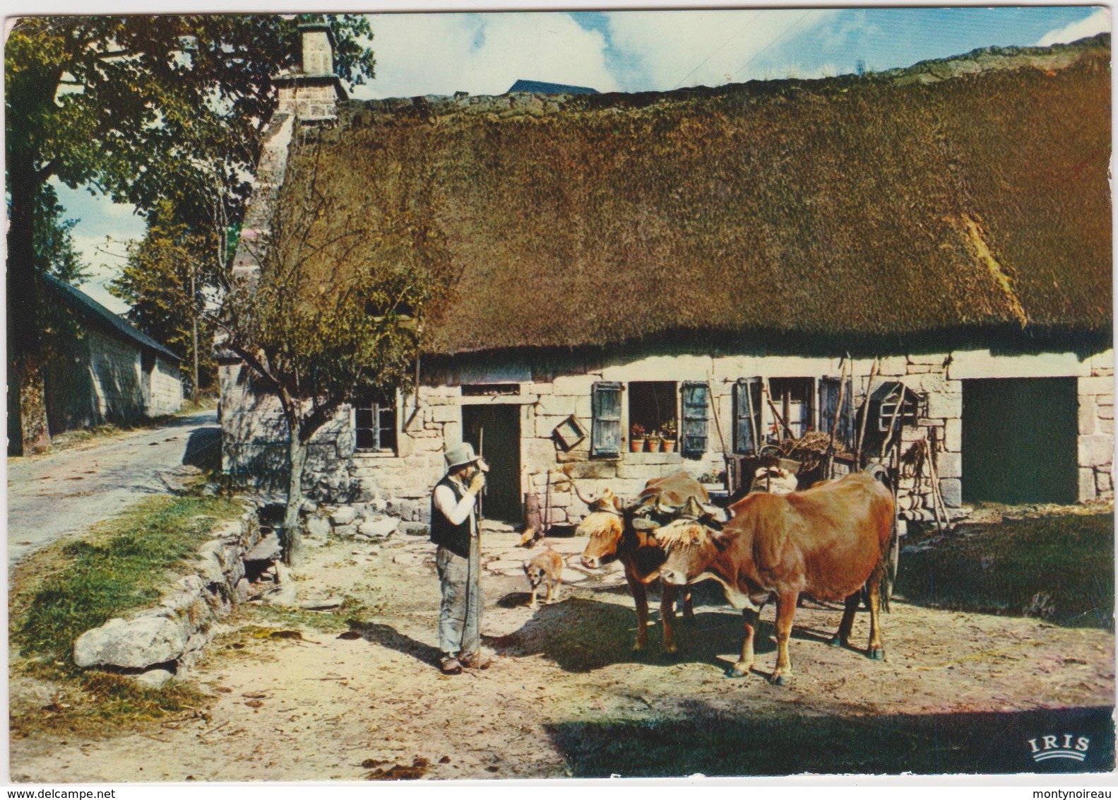 Région : Auvergne- Limousin : Vache , Ferme  , Attelage - Auvergne