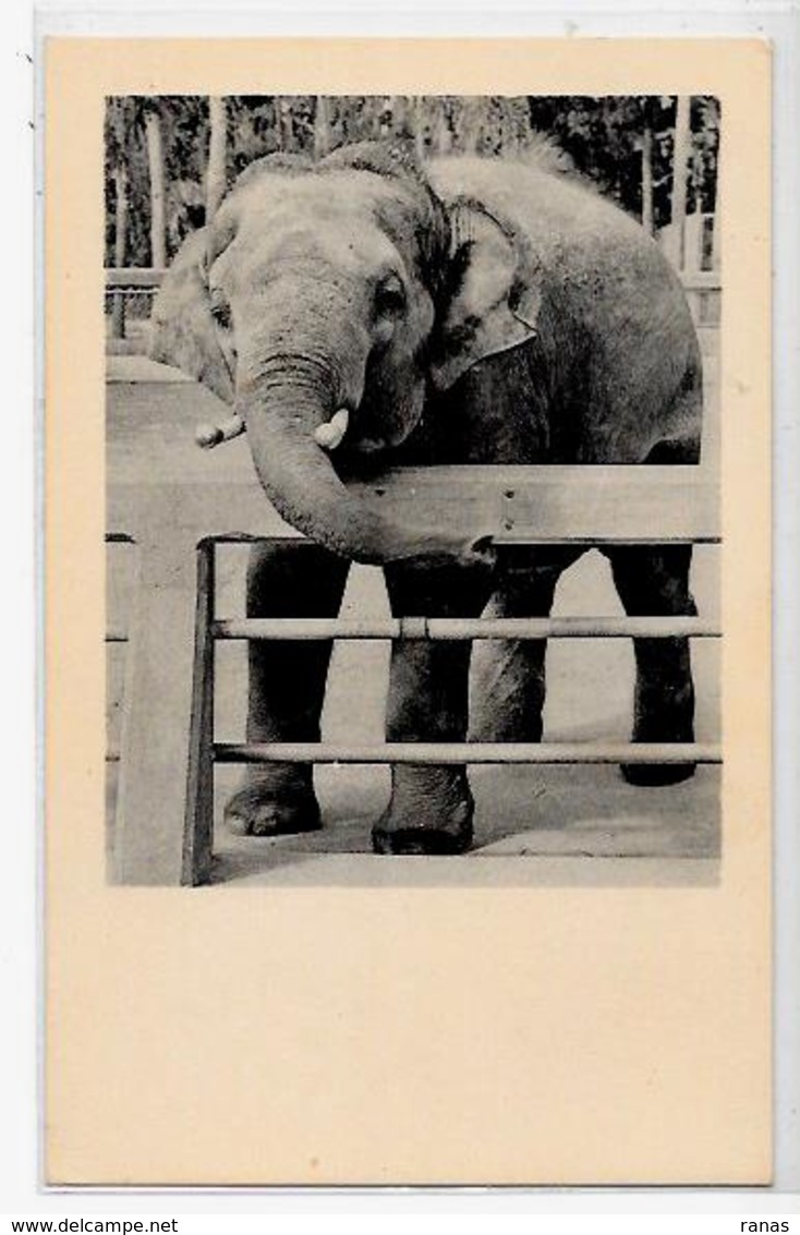 CPA éléphant ELEPHANT Non Circulé Carte Photo RPPC - Éléphants