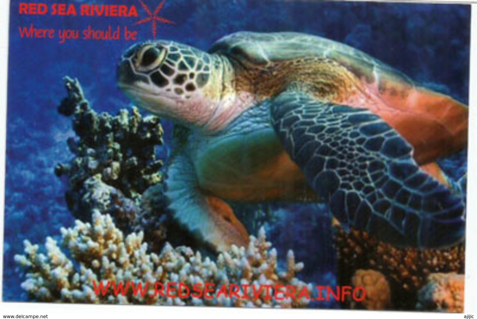 Turtle Of The Red Sea, Sharm El Naga (Hurghada) , Mint Uncirculated Postcard - Hurghada