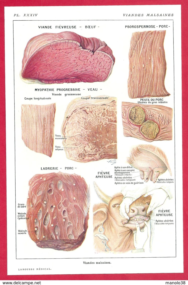 Viandes Malsaines, Bœuf, Veau, Porc, Illustration Nicolet, Larousse Médical 1934 - Other & Unclassified