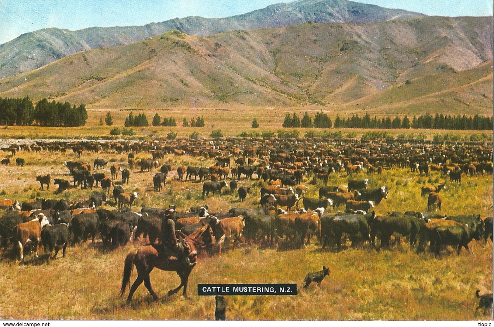 A  Familiar  Scene  Throughout  -   Cattle  Mustering .  (  Nlle  Zélande )    (  CPsm , Couleur  ) - Nieuw-Zeeland