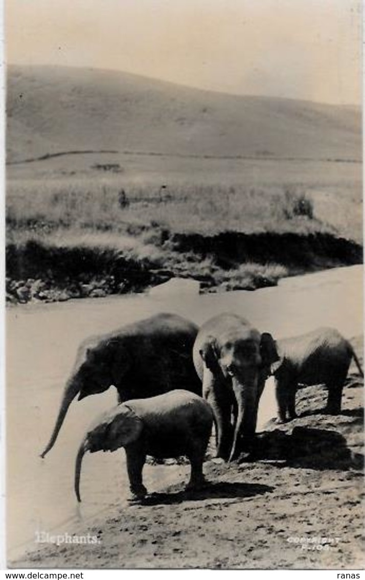 CPA éléphant ELEPHANT Non Circulé Asie Carte Photo RPPC - Elephants