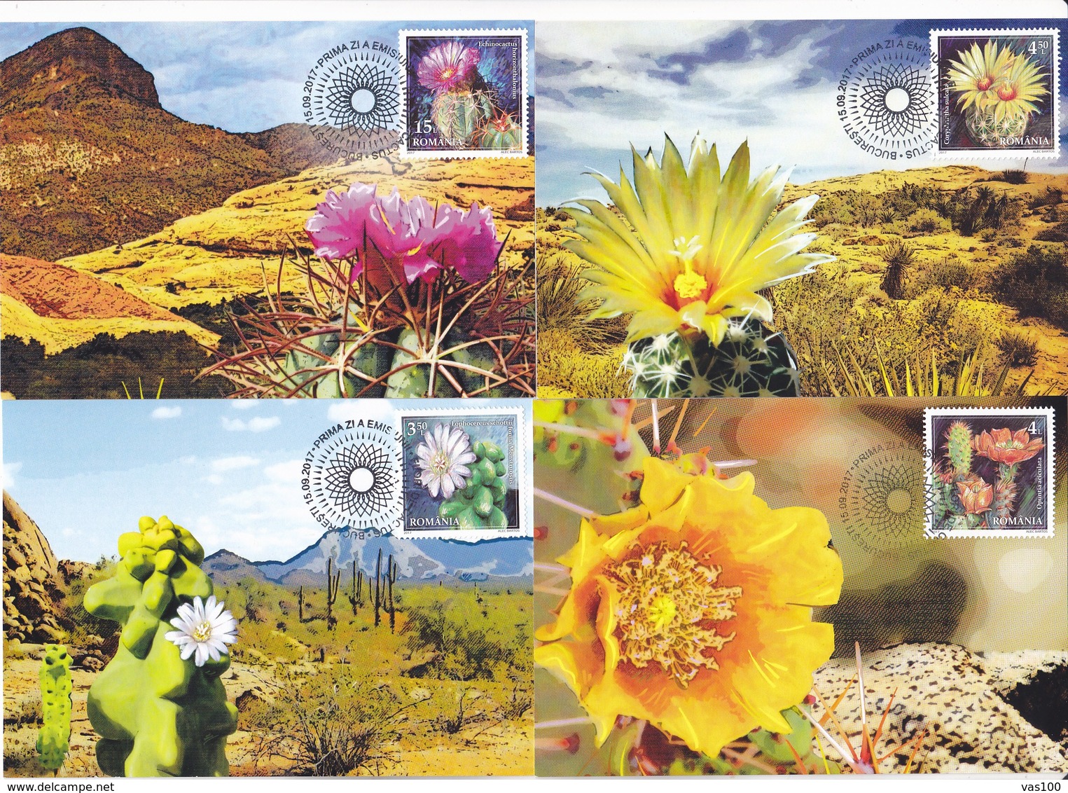 CACTUSSES,X4, MAXICARD,MAXIMUM CARD,2017 ROMANIA. - Sukkulenten