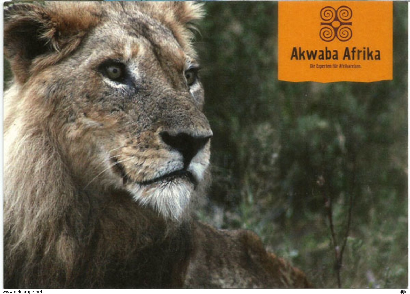 Bienvenue Afrika ! Akwaba Afrika ! ,   Mint Uncirculated Postcard - Lions