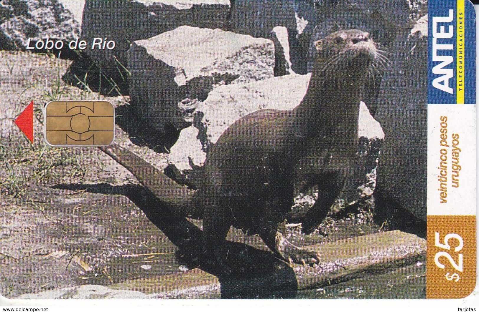 Nº 302 TARJETA DE URUGUAY DE EL LOBO DE RIO (NUTRIA) - Otros & Sin Clasificación