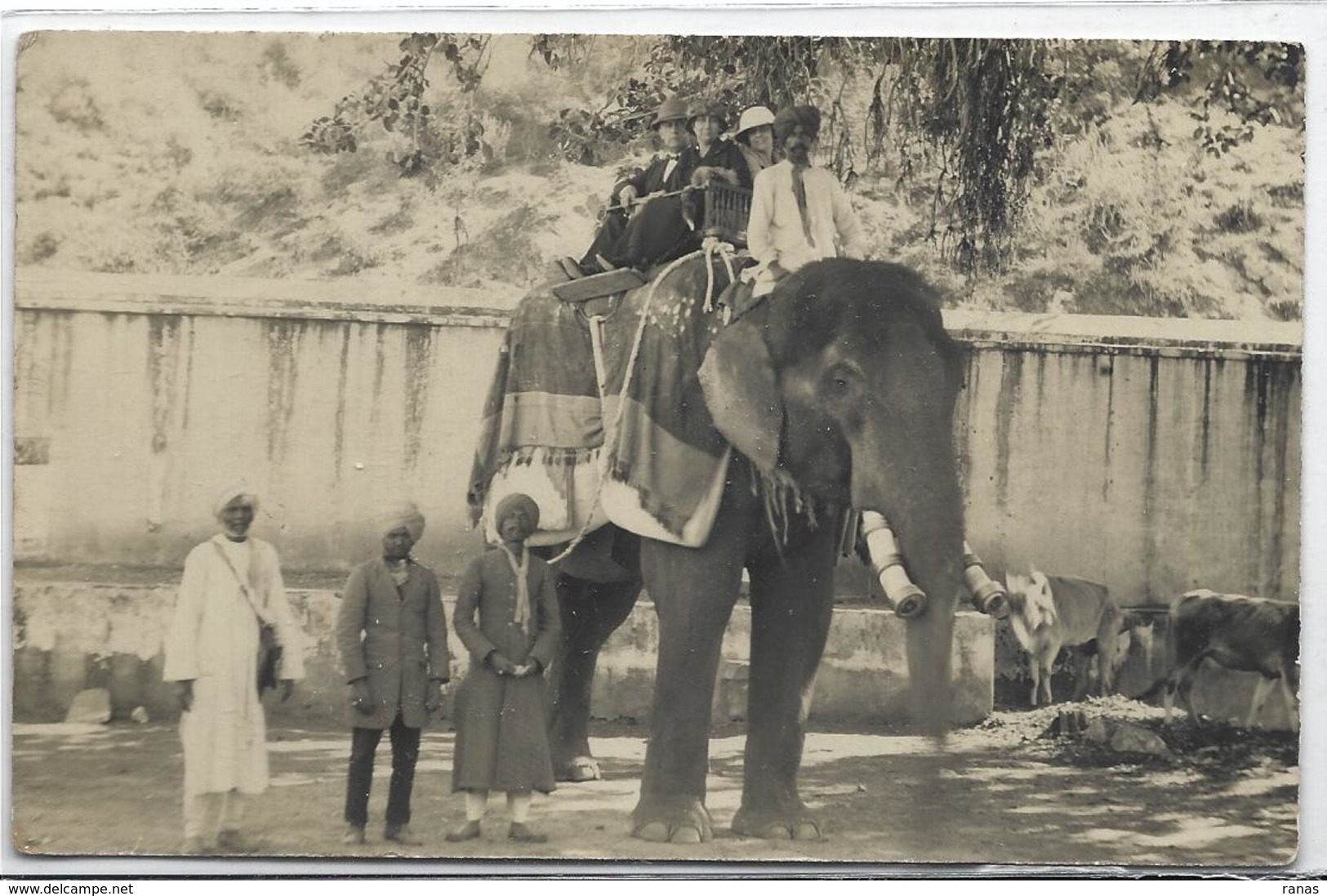 CPA éléphant ELEPHANT écrite JAIPUR Inde India Asie Carte Photo RPPC - Elephants